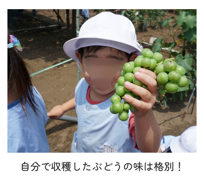 ぶどう畑