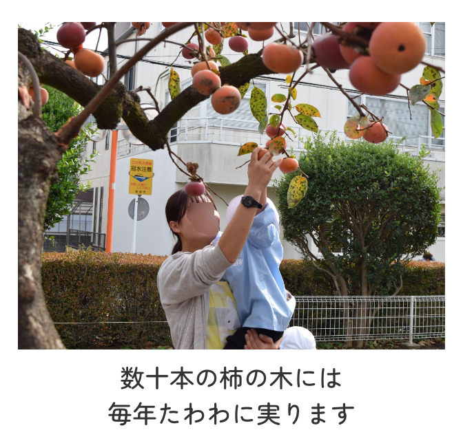 かき畑
